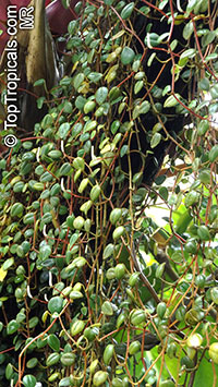 Peperomia sp., Radiator Plant

Click to see full-size image