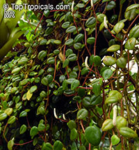 Peperomia sp., Radiator Plant