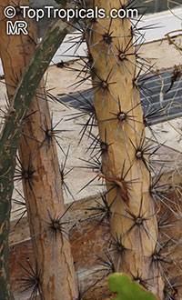 Rhodocactus grandifolius, Pereskia grandifolia, Pereskia grandiflora, Rose Cactus, Wax Rose, Perescia, Bastard Rose

Click to see full-size image