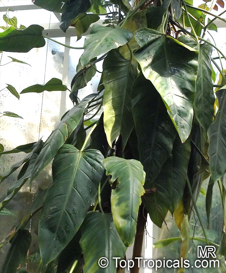 Philodendron sp., Guacamayo, Papaya de Monte. Philodendron perplexum