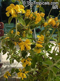 Phlomis fruticosa, Jerusalem Sage

Click to see full-size image