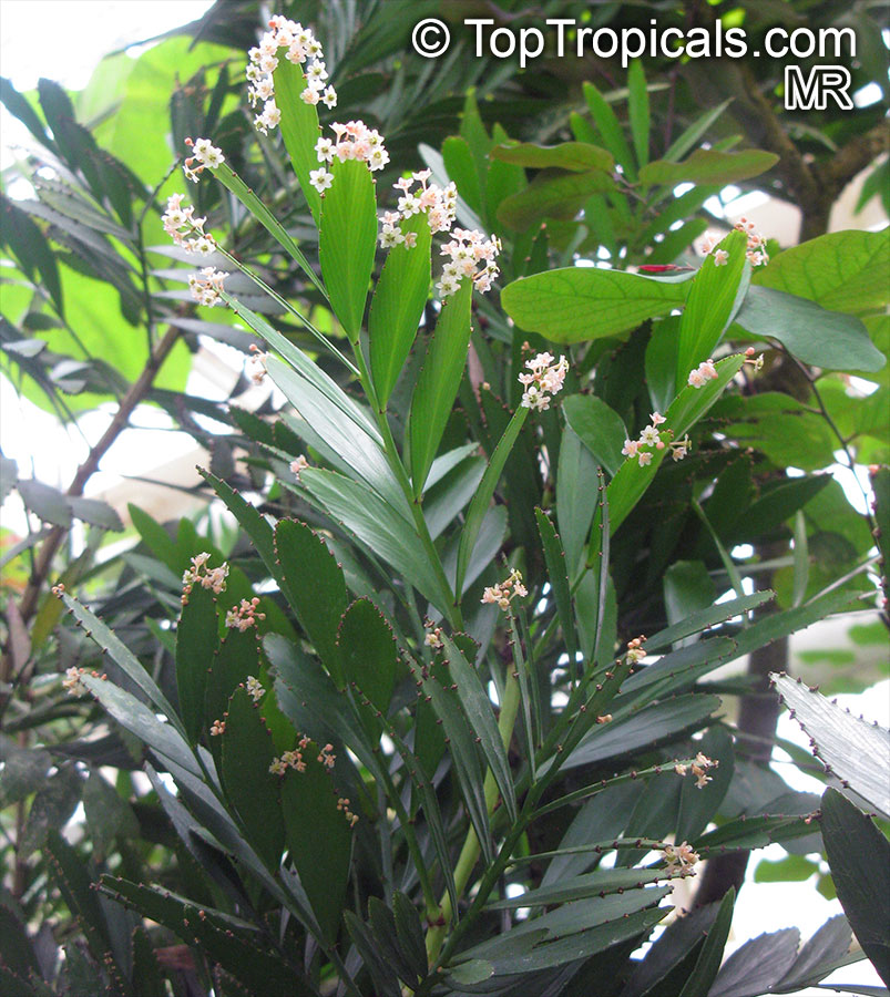 Phyllanthus arbuscula, Phyllanthus 