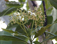 Pimenta dioica, Pimenta officinalis, Allspice, Jamaica Pepper, Pimento Tree, Alspice

Click to see full-size image