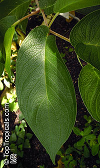 Piper aduncum, Piper angustifolium, Piper elongatum, Spiked Pepper, Higuillo de Hoja, Matico

Click to see full-size image