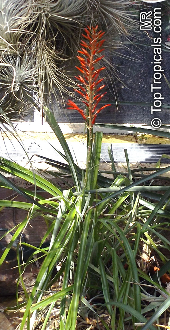 Pitcairnia sp., Bromeliad