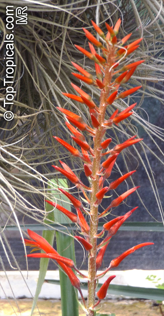 Pitcairnia sp., Bromeliad