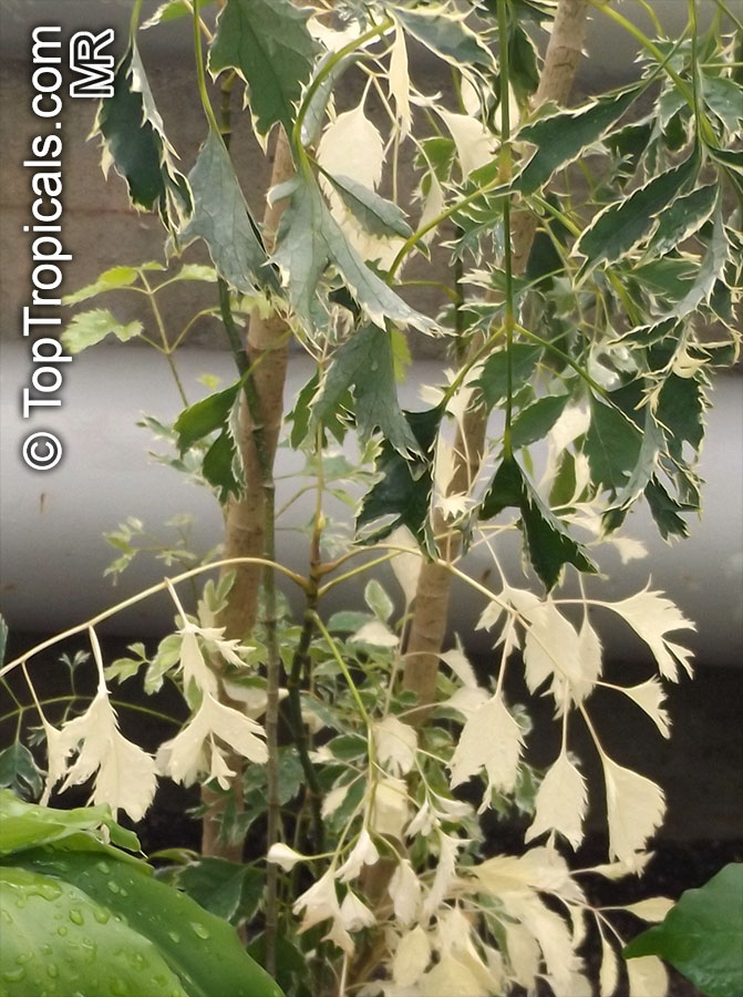 Polyscias guilfoylei, Polyscias guilfoylei var. laciniata , Guilfoyle Polyscias, Geranium Leaf Aralia, Wild Coffee, Black Aralia