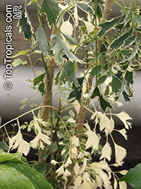 Polyscias guilfoylei, Polyscias guilfoylei var. laciniata , Guilfoyle Polyscias, Geranium Leaf Aralia, Wild Coffee, Black Aralia. Polyscias guilfoylei 'Victoria'