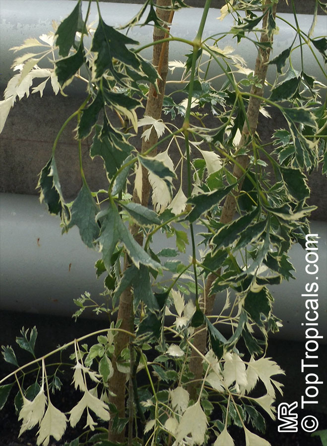 Polyscias guilfoylei, Polyscias guilfoylei var. laciniata , Guilfoyle Polyscias, Geranium Leaf Aralia, Wild Coffee, Black Aralia. Polyscias guilfoylei 'Victoria'