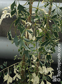 Polyscias guilfoylei, Polyscias guilfoylei var. laciniata , Guilfoyle Polyscias, Geranium Leaf Aralia, Wild Coffee, Black Aralia

Click to see full-size image