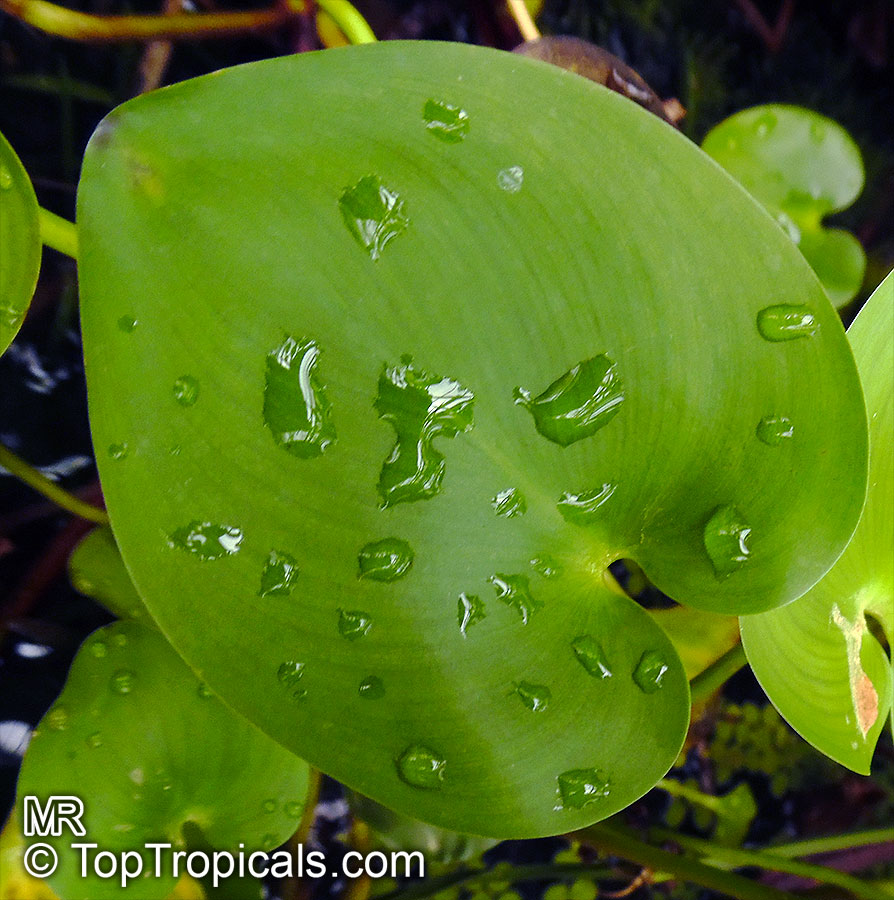 Pontederia rotundifolia, Tropical Pickerelweed