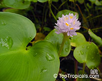 Pontederia rotundifolia, Tropical Pickerelweed

Click to see full-size image
