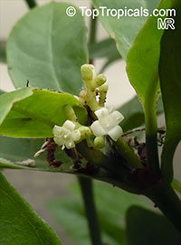 Psychotria carthagenensis, Psychotria alba, Amyruca

Click to see full-size image