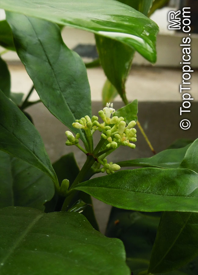 Psychotria carthagenensis, Psychotria alba, Amyruca