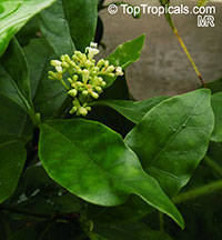 Psychotria carthagenensis, Psychotria alba, Amyruca

Click to see full-size image