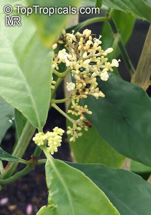 Psychotria viridiflora