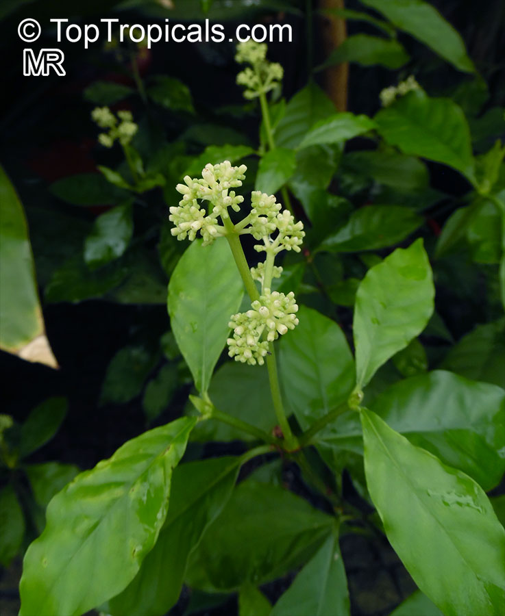 Psychotria viridiflora