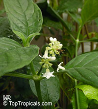 Psychotria sp., Psychotria

Click to see full-size image