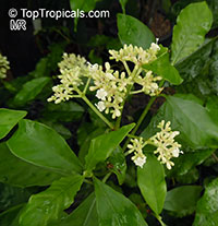 Psychotria viridiflora

Click to see full-size image