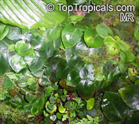 Rhaphidophora hayi - Shingle Plant

Click to see full-size image