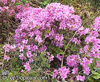 Rhododendron sp., Azalea sp., Rhododendron

Click to see full-size image
