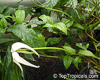 Rosenbergiodendron longiflorum, Randia ruiziana, Randia formosa var. longiflora, Gardenia longiflora, Angel of the Night

Click to see full-size image