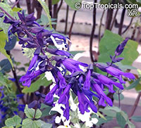 Salvia guaranitica, Anise-scented Sage, Hummingbird Sage

Click to see full-size image