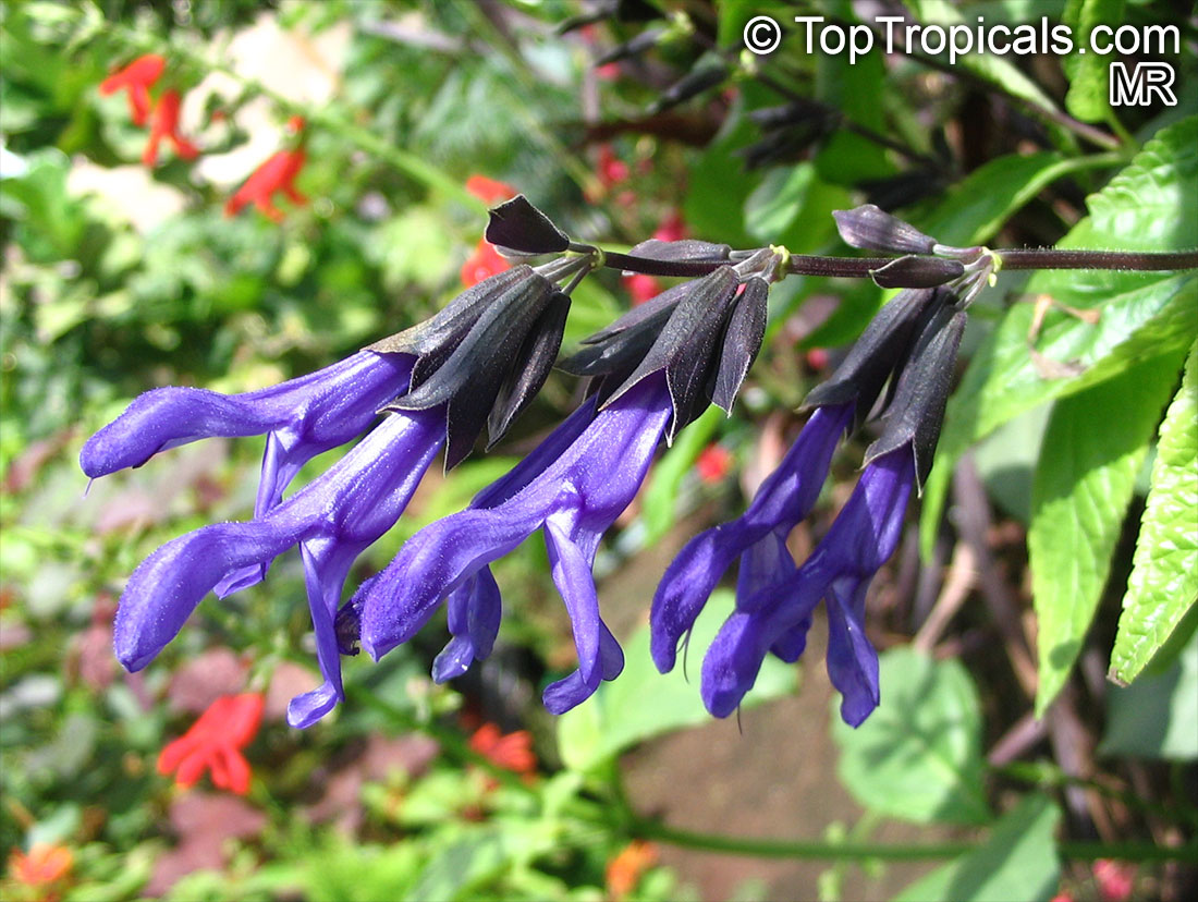 Salvia guaranitica, Anise-scented Sage, Hummingbird Sage