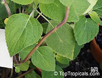 Salvia sp., Garden Sage

Click to see full-size image