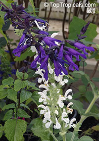 Salvia sp., Garden Sage

Click to see full-size image