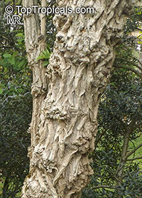 Sambucus sp., Elder

Click to see full-size image