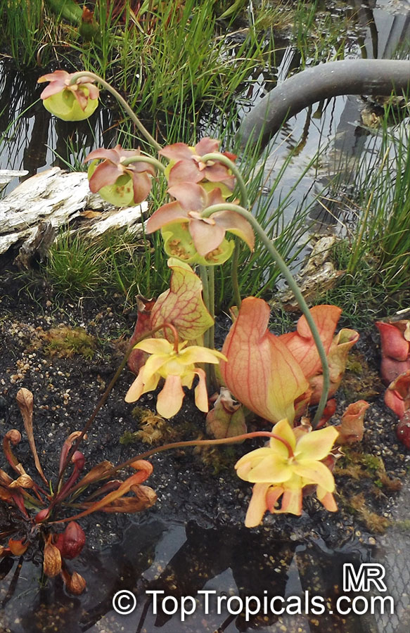Sarracenia sp., Pitcher Plant