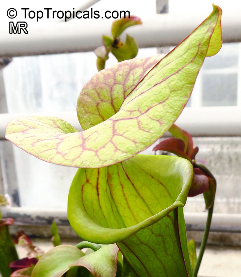 Sarracenia sp., Pitcher Plant