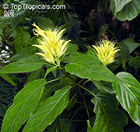 Schaueria calycotricha, Schaueria flavicoma, Justicia flavicoma, Golden Plume

Click to see full-size image