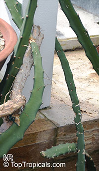Selenicereus setaceus, Hylocereus setaceus, Pineapple Cactus

Click to see full-size image