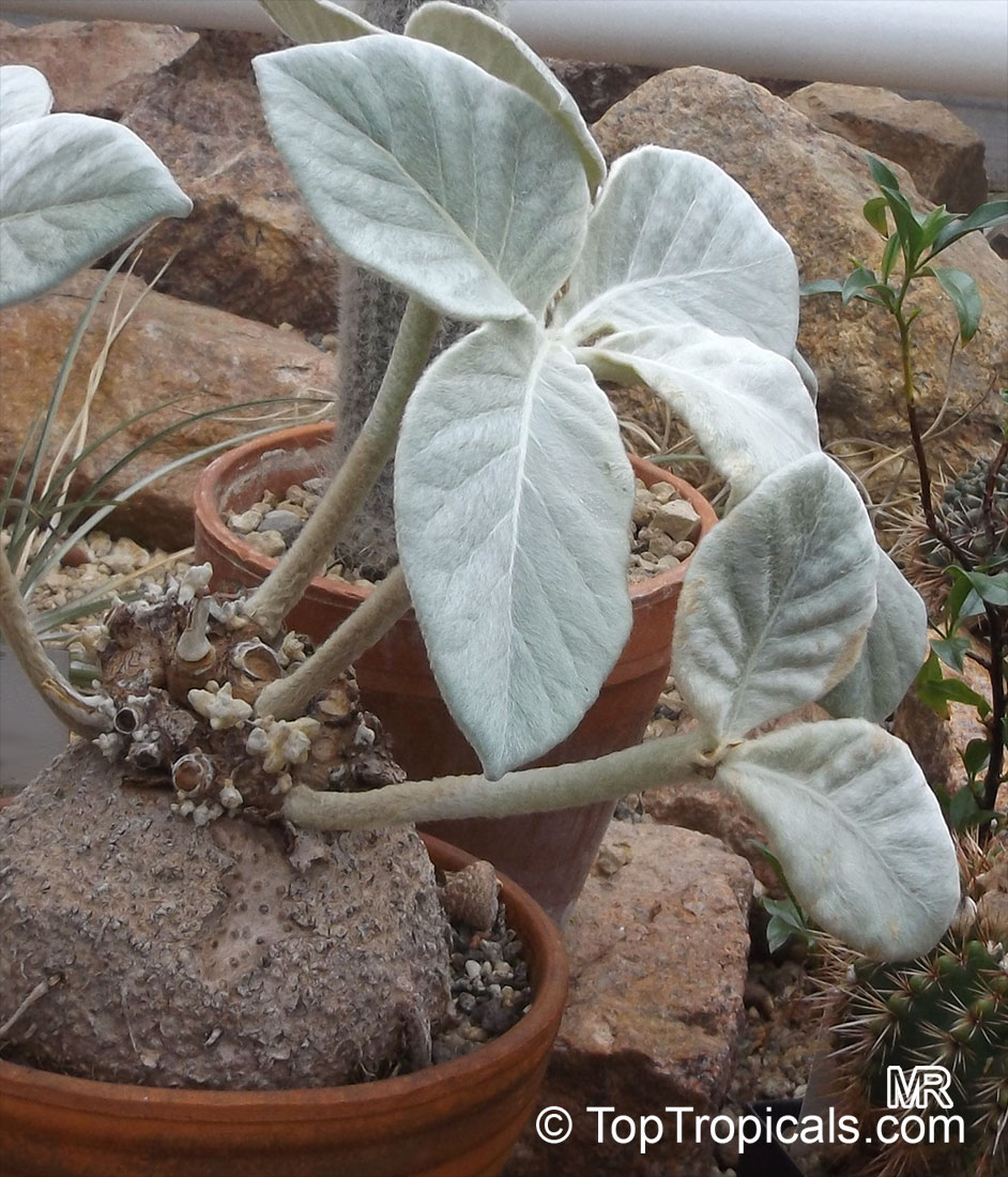 Sinningia leucotricha, Rechsteineria leucotricha, Brazilian Edelweiss