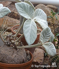 Sinningia leucotricha, Rechsteineria leucotricha, Brazilian Edelweiss

Click to see full-size image