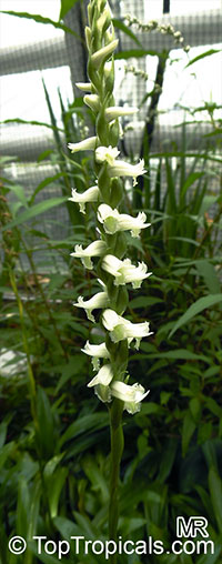 Spiranthes odorata, Marsh Lady's Tresses,Fragrant Lady's Tresses

Click to see full-size image