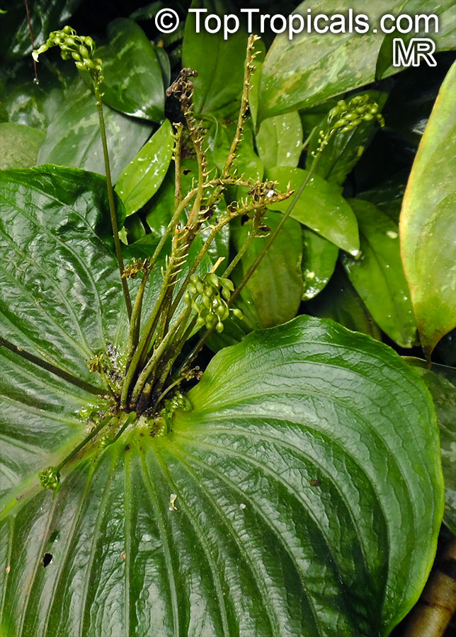 Streptocarpus sp., Strep