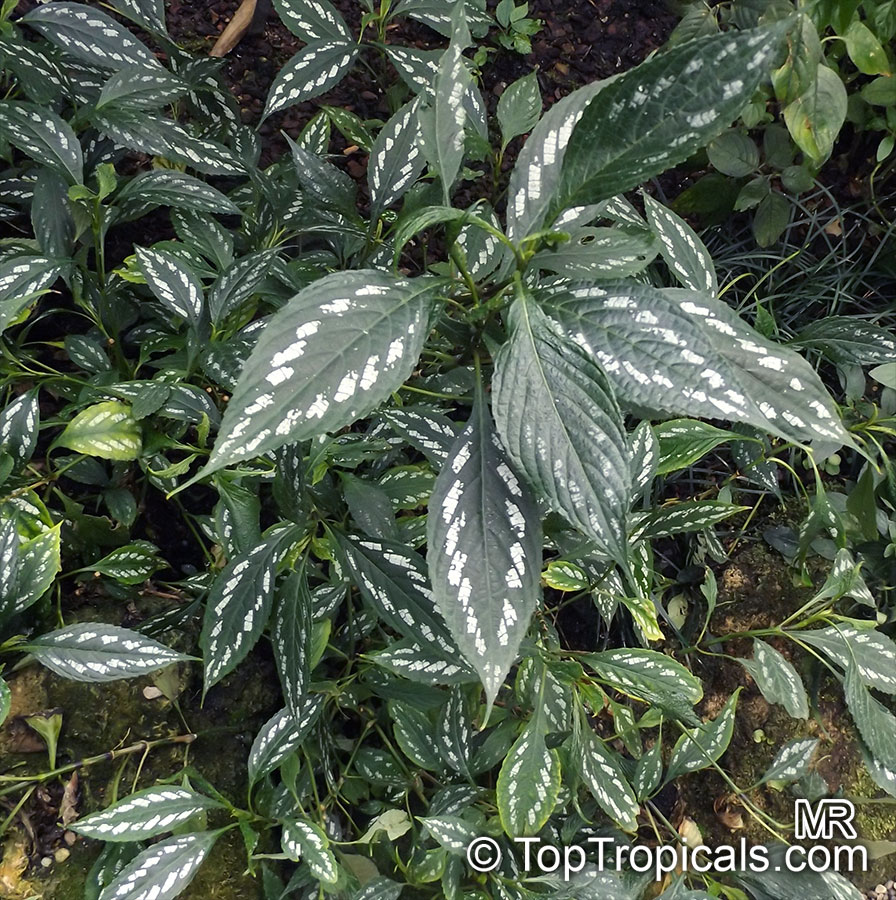 Sympagis maculata, Strobilanthes maculatus, Green Shield