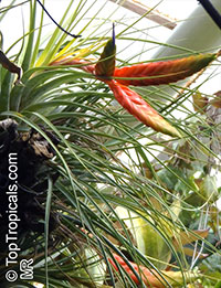 Tillandsia sp., Tillandsia

Click to see full-size image