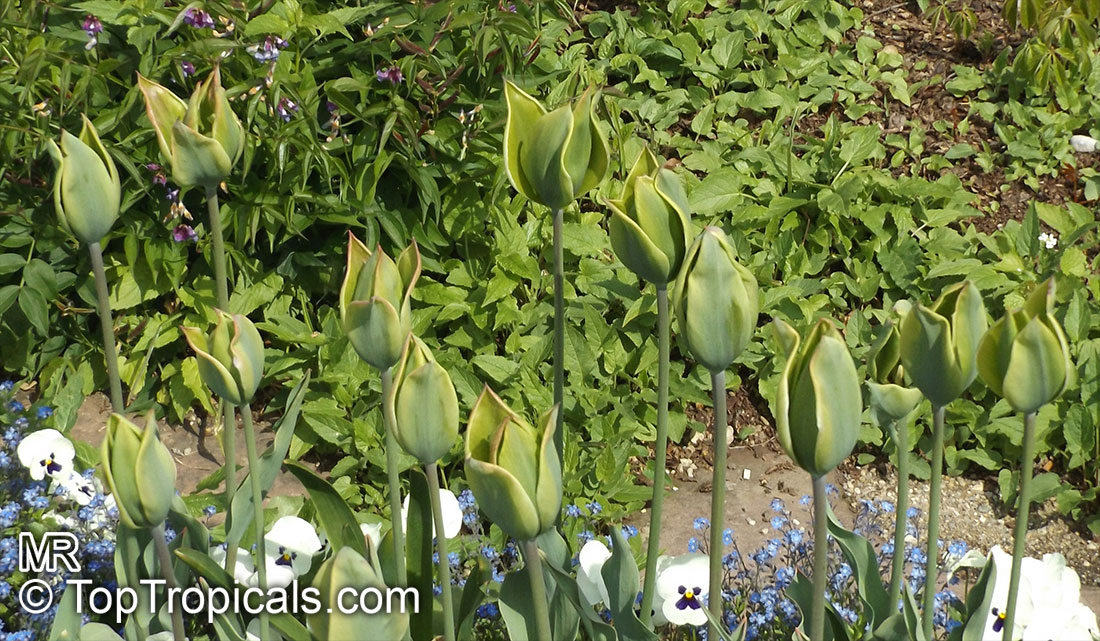 Tulipa sp., Tulip