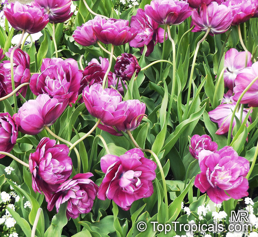 Tulipa sp., Tulip. Tulipa 'Blue Spectacle'