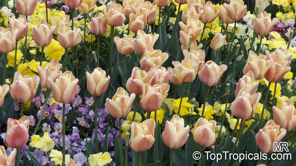 Tulipa sp., Tulip
