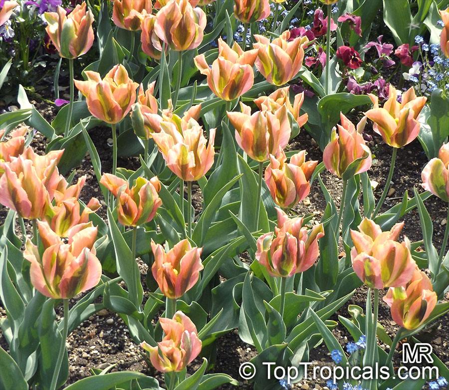 Tulipa sp., Tulip. Tulipa 'Artist'