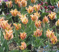 Tulipa sp., Tulip

Click to see full-size image