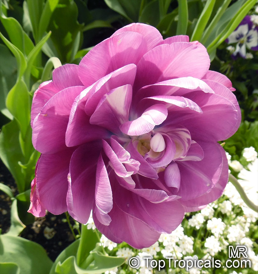 Tulipa sp., Tulip. Tulipa 'Blue Spectacle'