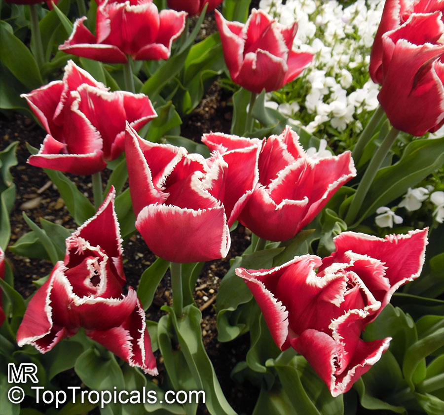 Tulipa sp., Tulip. Tulipa 'Canasta'