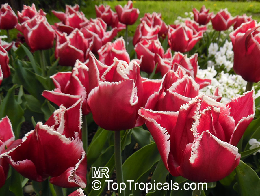 Tulipa sp., Tulip. Tulipa 'Canasta'