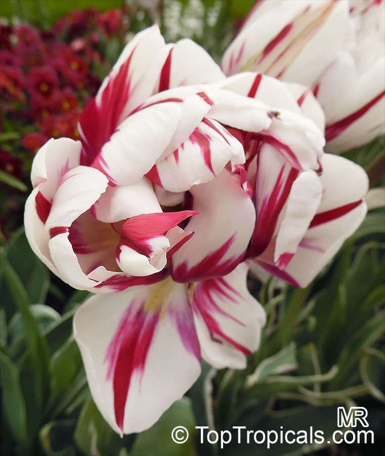 Tulipa sp., Tulip. Tulipa 'Carnaval De Nice'